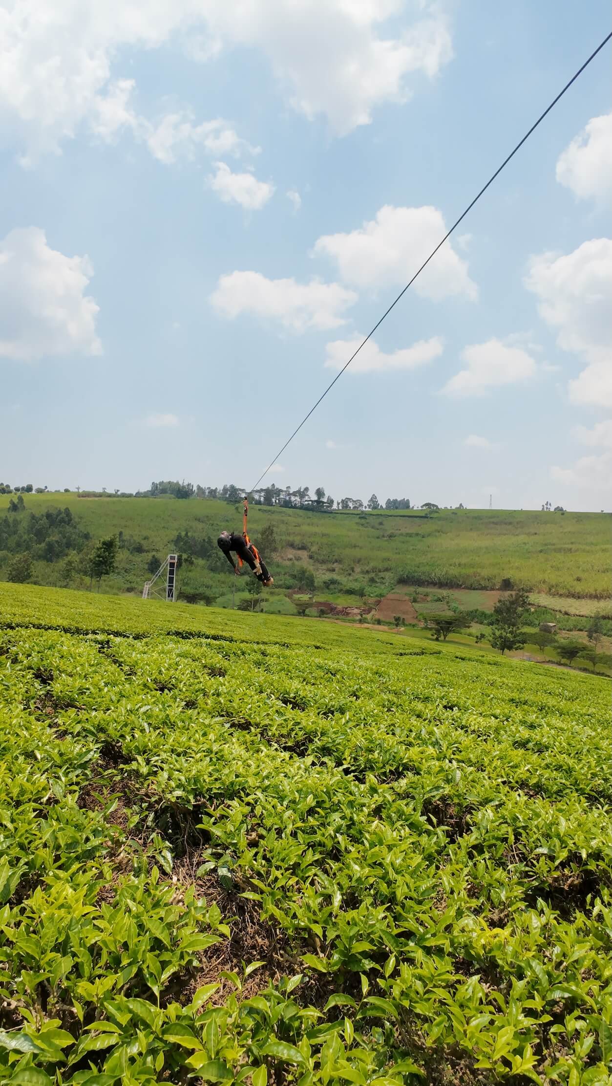 Ziplining over Tigoni tea farms